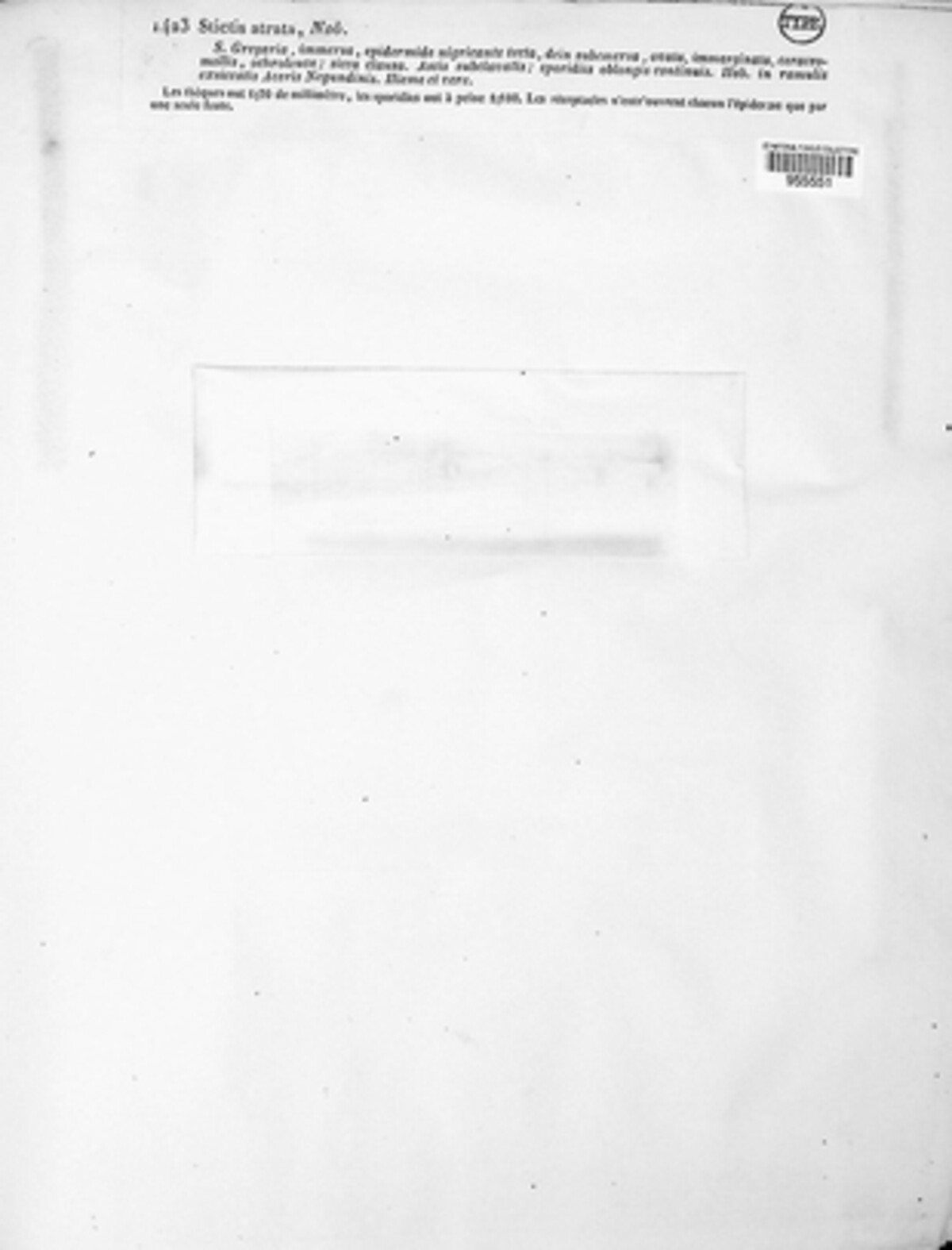 Schizoxylon involutum image